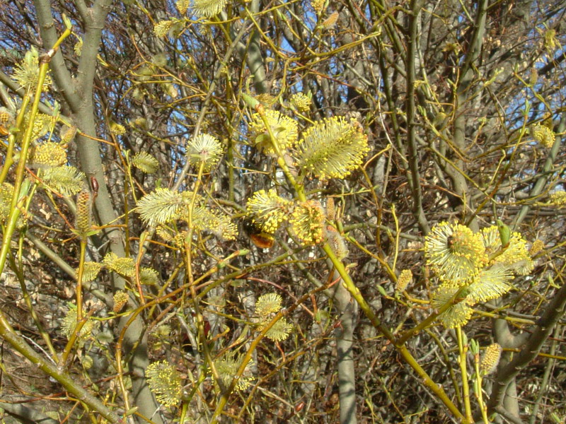 Salix 2